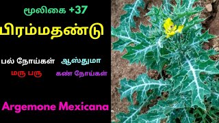 பிரம்மந்தண்டு செடிArgemone Mexicanapirammathandu herb [upl. by Yllas]