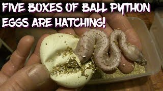 5 boxes of Ball Python Snake Eggs are Hatching [upl. by Eduino17]