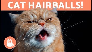 HAIRBALLS in CATS  Symptoms and Treatment Options [upl. by Boot]