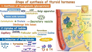 synthesis of thyroid hormone [upl. by Yelrebma]