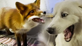 The Fox really wants to be friends with this dog [upl. by Ellenet]