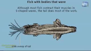 FISH LOCOMOTION DIFFERENT WAYS OF FISH SWIMMING ANIMATION WELL EXPLAINED [upl. by Cammy]