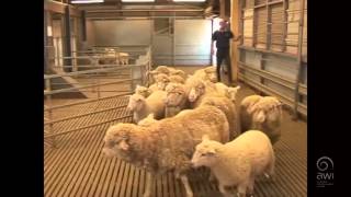 AWI Wool Handling  Oddment Preparation  Crossbreds [upl. by Janeta]