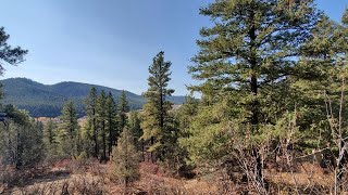 Colorado Land for Sale 5 Acres  Pagosa Springs  Wooded w Views Owner Financing [upl. by Animar908]