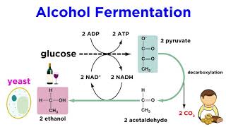 Anaerobic Respiration and Fermentation [upl. by Naux]