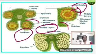 Pollen development pollen tube growth and guidance Part  1 [upl. by Dolli6]