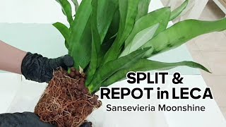 Split and Repot in LECA  Sansevieria Moonshine 🌿 [upl. by Hanshaw]