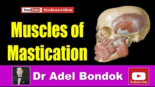 Infratemporal Fossa and Muscles of Mastication Dr Adel Bondok [upl. by Reina]