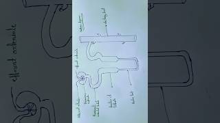 Nephron diagram class 10 th [upl. by Ellehciram]