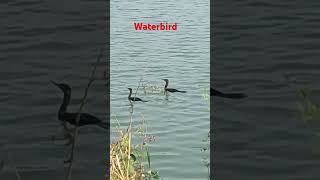 Indian Cormorant water Birds 🦢🦆😍😍 [upl. by Eemyaj170]