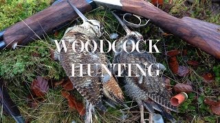 Woodcock Shooting in Scotland over English Setters [upl. by Eelaras]