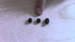 Aquaspresso Academy Arabica VS Robusta VS Peaberry [upl. by Von825]