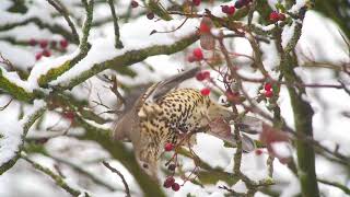 Waxwings 2 The berry frenzy [upl. by Bundy]