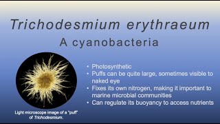 Better Know a Marine Microbe Episode 4 Trichodesmium Erythraeum [upl. by Spector]