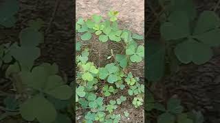 Oxalis ☘️ plant increases population day by day yshortsviralvideo pls likeamp subscribe 🙏🙏 [upl. by Ariana]