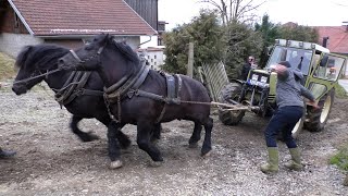 Konji Jasmina Babića izvukli Tractors Hürlimann od 5000 kg u teškoj strani [upl. by Sakhuja574]