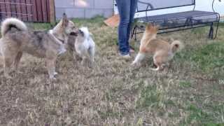 Adult pomskies playing with teenager pomsky [upl. by Anhaj]