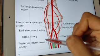 profunda brachii artery 👾clinical [upl. by Omlesna]