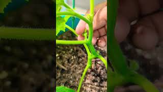 Simple Idea for Growing Cucumber plants in Small Space  cucumbers gardening viral [upl. by Nyar]