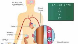 Aldosterone Action on the Kidney [upl. by Akemej]