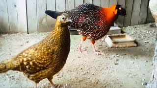 Satyr tragopan found along the Himalayas combines warm tones that inspire passionate creativity [upl. by Jarlath520]