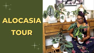 Alocasia Varieties Houseplant TOUR [upl. by Adiarf]