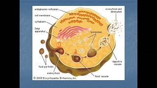 Endocytosis and Exocytosis [upl. by Mazlack]