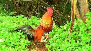 Morning Rooster Chase in Kauai Hawaii [upl. by Eibor]