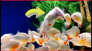 quotWARNING Live Feeding  Piranha Eats White Ratquot [upl. by Heller]