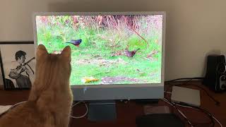 Harvey watches cat video [upl. by Braun223]