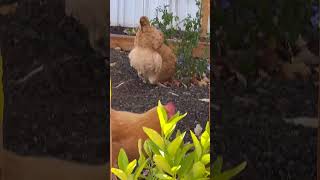 🐓Buff Orpington pullet taking bath🐓five months old chicken 🍂early November [upl. by Neira186]