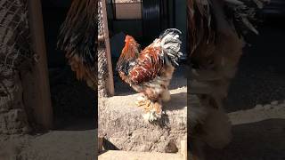 porcelain brahma rooster 🐓🐔 youtubeshorts ytshortsfeed trending brahmachicken viralvideos [upl. by Mellar710]