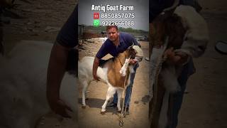 Beautiful Kota Andul Goat of Antiq Goat Farm Kalyan Mumbai [upl. by Kynan]