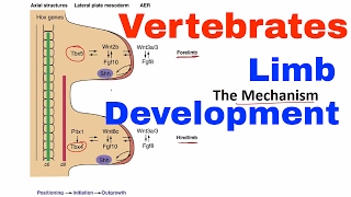 Limb development in vertebrates [upl. by Ancalin]