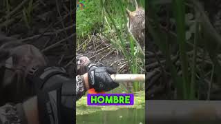 Estaba herido en medio de un lago hasta que 😢😢 reflexiones animales historiareal rescate [upl. by Jarl52]