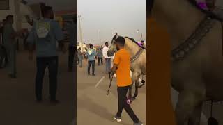 Power of Kathiyawadi Puskar horsepower horse horseofinstagram viralreels horselove puskarmela [upl. by Thedrick834]