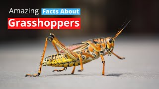 10 Amazing Facts About Grasshoppers [upl. by Augie]