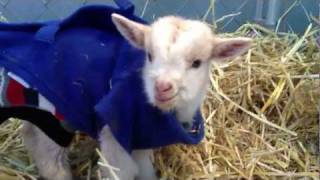 2 day old baby goat talking [upl. by Myo199]