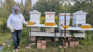 2023 Honey Harvest Carniolan Vs Italian Honey Production results with AutoFrames [upl. by Rosenberg870]