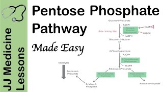 Pentose Phosphate Pathway  Regulation Purpose and Importance in Human Health [upl. by Eliason]