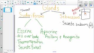 Sweat and sebaceous glands by edutree HD [upl. by Yespmed]