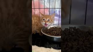 Funniest Cat 🐱 Try not To laugh 🥰 funanimals Episode 1612 [upl. by Ayotyal660]