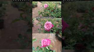 Paradise plant in 8 inch pot now available rosenursery garden trailingplants greenplant viral [upl. by Lamarre]