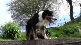 France  April Holidays 2014  Border collies [upl. by Ashelman]