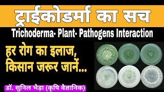 What is Trichoderma  How Trichoderma Work  Trichoderma Plant Pathogens Interactionkhetikadoctor [upl. by Jonette]