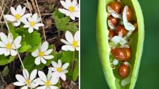 How To Collect Bloodroot Seed Sanguinaria canadensis  Propagate Native Woodland Wildflower [upl. by Inahs686]