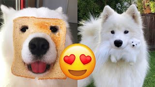 Samoyed — Adorable And Hilarious Videos And Tik Toks Compilation [upl. by Sudnac]