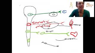 143 ANS anatomy [upl. by Serra653]