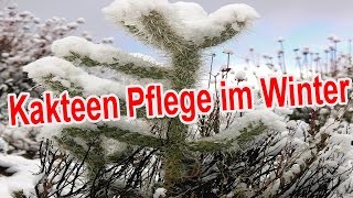 Kakteen im Winter pflegen  Kaktus überwintern Gießen Düngen Standort uvm [upl. by Eiggem]