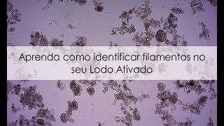 Aprenda como identificar filamentos no seu Lodo Ativado [upl. by Asseram]